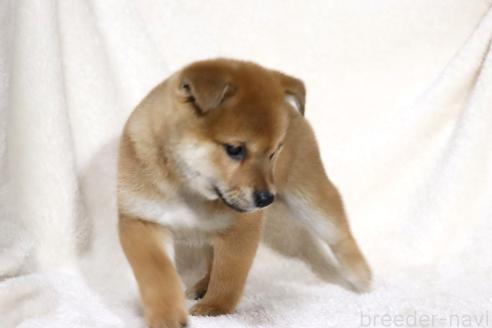 成約済の滋賀県の柴犬-363744の4枚目