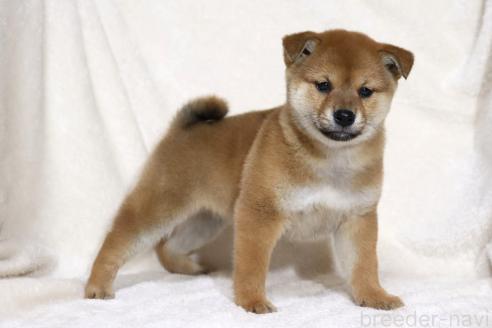 成約済の滋賀県の柴犬-363744の3枚目