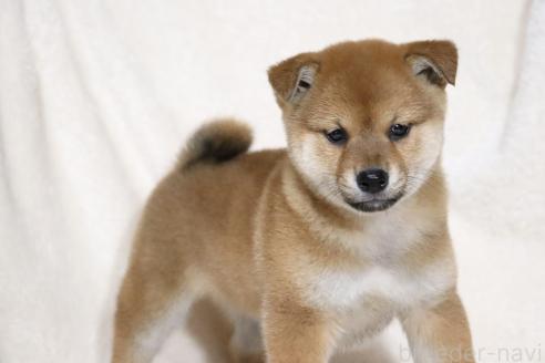 成約済の滋賀県の柴犬-363744の2枚目