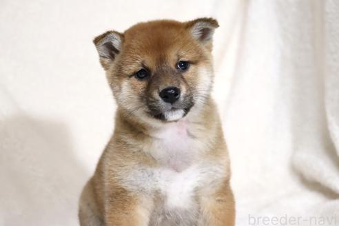 成約済の滋賀県の柴犬-363745の15枚目