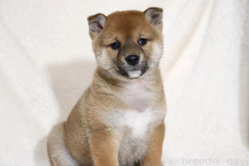 成約済の滋賀県の柴犬-363745の13枚目