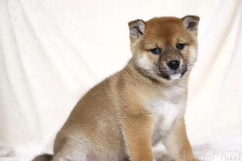 成約済の滋賀県の柴犬-363745の12枚目
