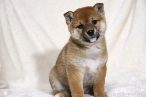 成約済の滋賀県の柴犬-363745の11枚目