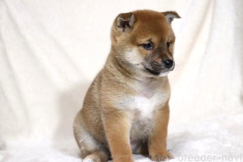 成約済の滋賀県の柴犬-363745の10枚目