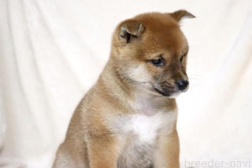 成約済の滋賀県の柴犬-363745の9枚目