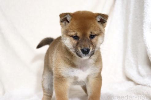 成約済の滋賀県の柴犬-363745の8枚目