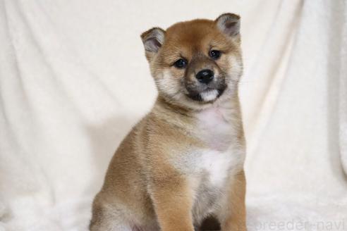成約済の滋賀県の柴犬-363745の7枚目