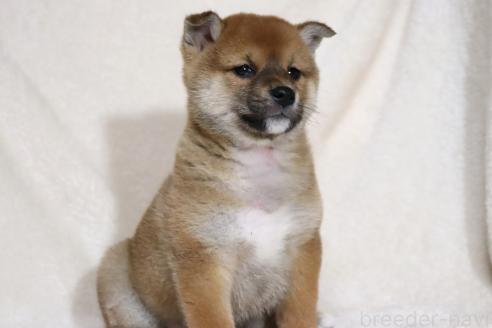 成約済の滋賀県の柴犬-363745の6枚目