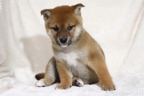 成約済の滋賀県の柴犬-363745の5枚目