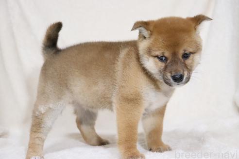 成約済の滋賀県の柴犬-363745の4枚目