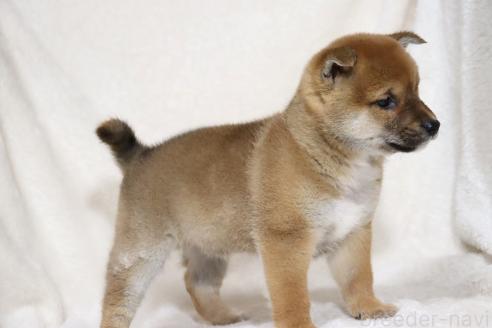 成約済の滋賀県の柴犬-363745の3枚目