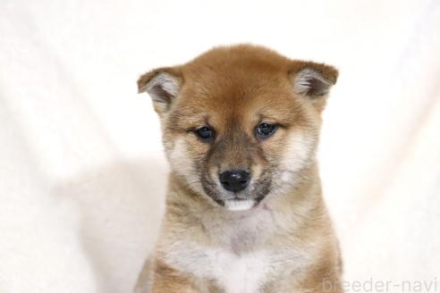 成約済の滋賀県の柴犬-363745の2枚目