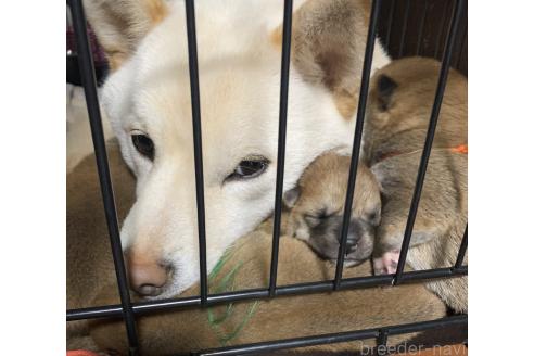 成約済の熊本県の柴犬-363771の17枚目