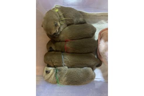 成約済の熊本県の柴犬-363771の16枚目