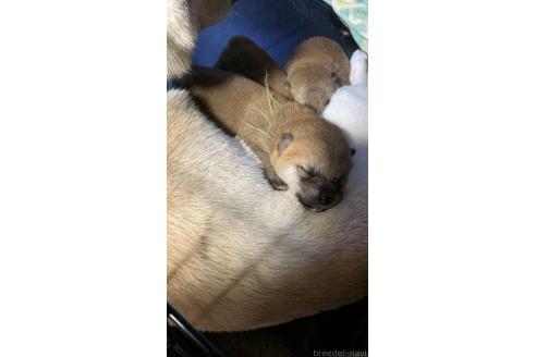 成約済の熊本県の柴犬-363771の14枚目