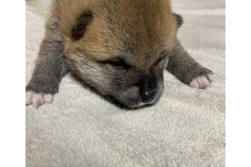 成約済の熊本県の柴犬-363771の13枚目