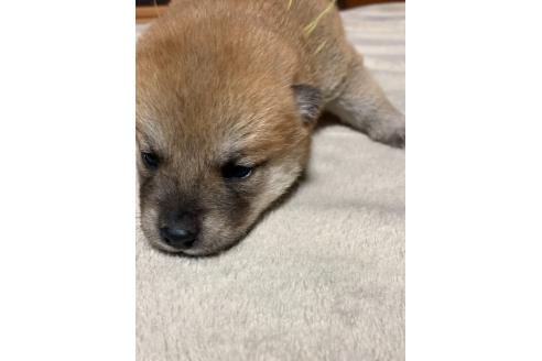 成約済の熊本県の柴犬-363771の12枚目