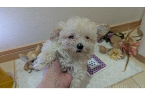 成約済の広島県のタイニープードル-359417の29枚目