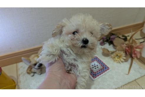 成約済の広島県のタイニープードル-359417の28枚目