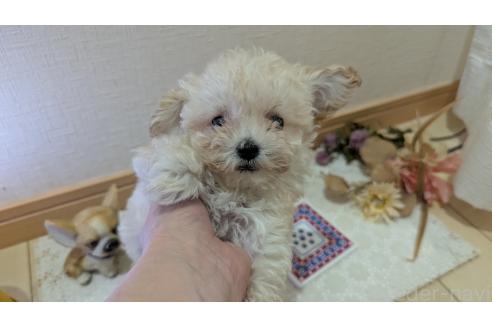 成約済の広島県のタイニープードル-359417の27枚目