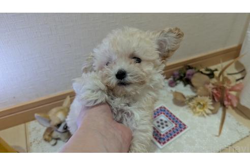 成約済の広島県のタイニープードル-359417の26枚目