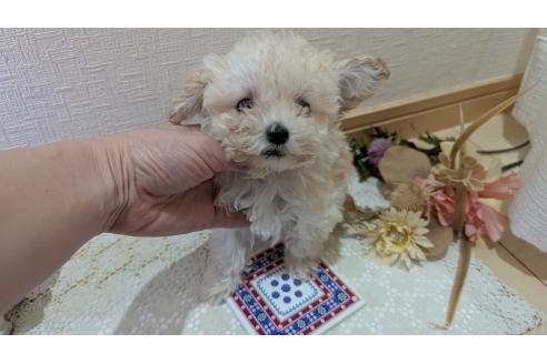 成約済の広島県のタイニープードル-359417の21枚目
