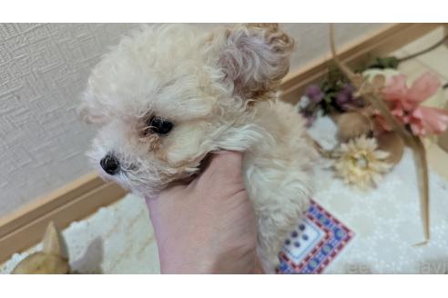 成約済の広島県のタイニープードル-359417の17枚目
