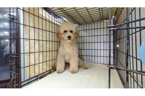 成約済の茨城県のトイプードル-330240の4枚目