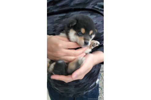 成約済の大阪府の柴犬-360906の4枚目