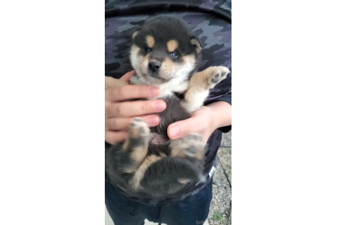 成約済の大阪府の柴犬-360906の3枚目