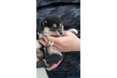 成約済の大阪府の柴犬-360907の4枚目