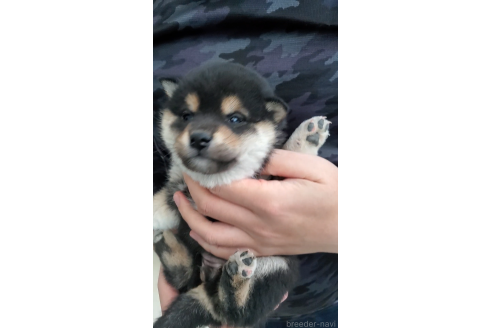 成約済の大阪府の柴犬-360907の3枚目