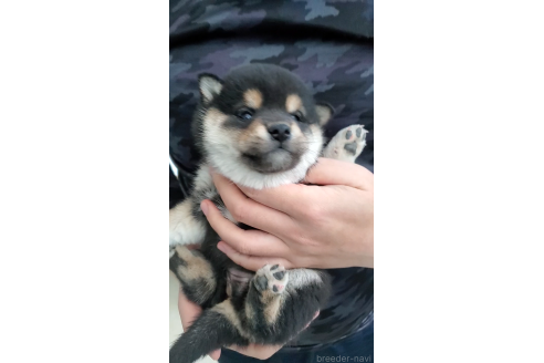 成約済の大阪府の柴犬-360907の2枚目