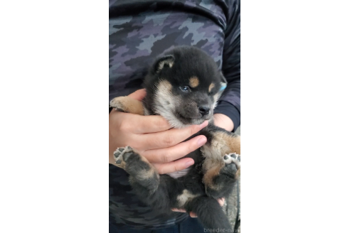 成約済の大阪府の柴犬-360908の5枚目