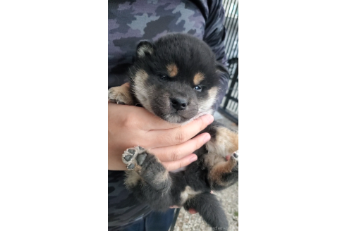 成約済の大阪府の柴犬-360908の3枚目