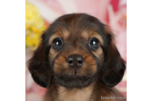 子犬
