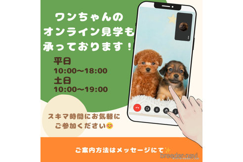 商談中の千葉県のチワワ(ロングコート)-364735の8枚目