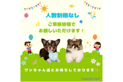 商談中の千葉県のチワワ(ロングコート)-364735の9枚目