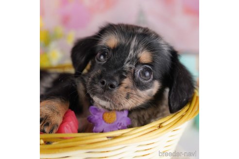 成約済の千葉県のミックス犬-364748の1枚目