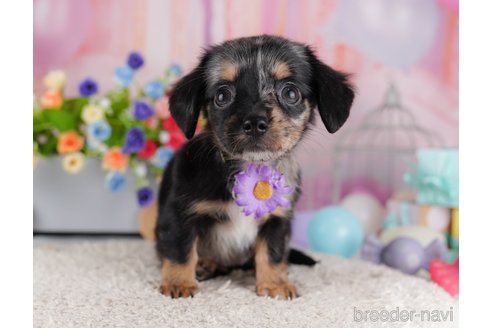 成約済の千葉県のミックス犬-364748の6枚目