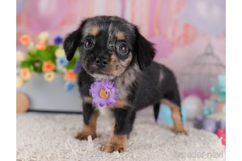 成約済の千葉県のミックス犬-364748の4枚目