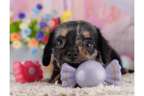 成約済の千葉県のミックス犬-364748の5枚目