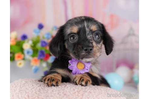 成約済の千葉県のミックス犬-364748の3枚目