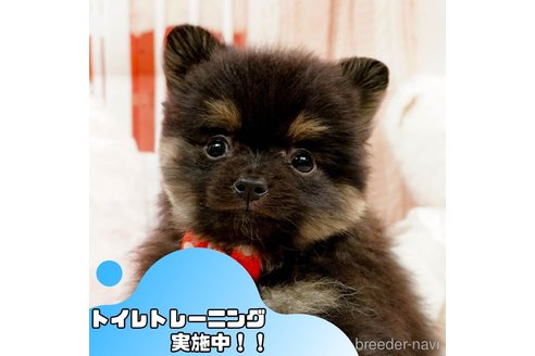 成約済の静岡県のポメラニアン-364429の1枚目