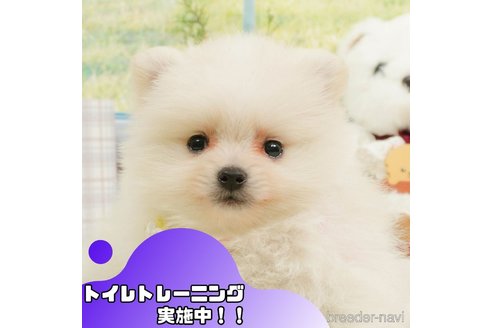 成約済の静岡県のポメラニアン-364424の1枚目