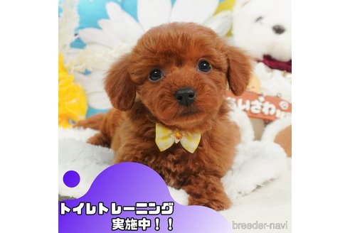 成約済の静岡県のトイプードル-364418の1枚目