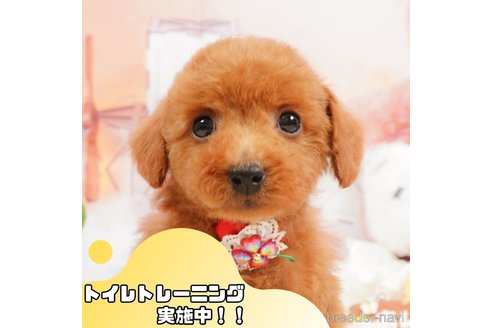 成約済ののトイプードル-364415