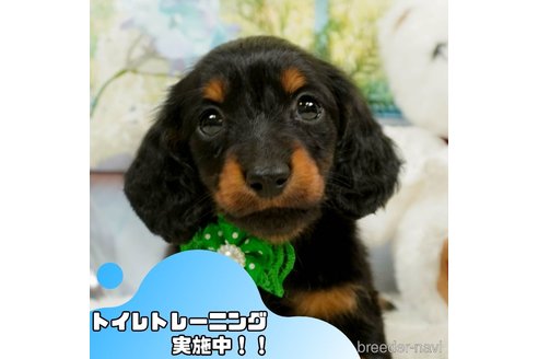 成約済の静岡県のミニチュアダックスフンド(ロングヘアード)-364413の1枚目