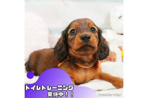 成約済の静岡県のミニチュアダックスフンド(ロングヘアード)-364411の1枚目