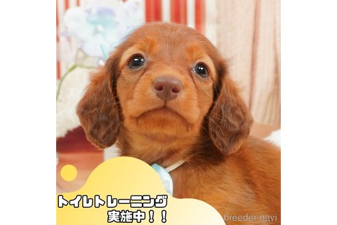 成約済の静岡県のミニチュアダックスフンド(ロングヘアード)-364409の1枚目